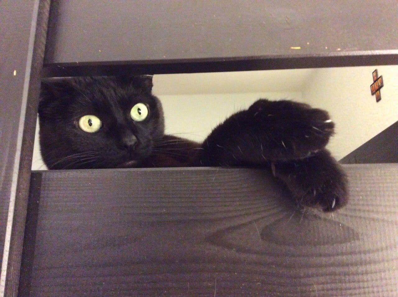 Battle winner