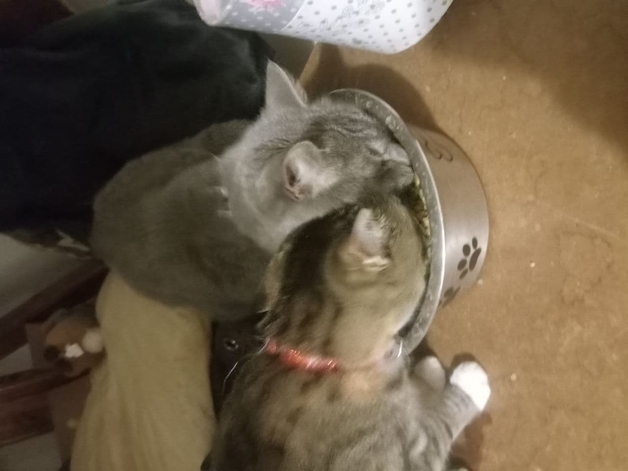 Battle cat
