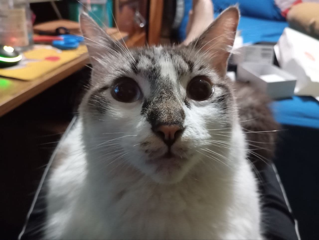 Cat of the day