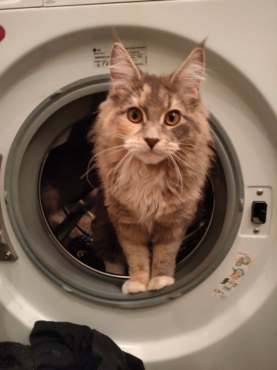Battle cat