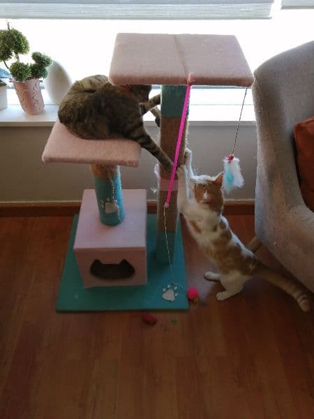 Leaderboard cat 1