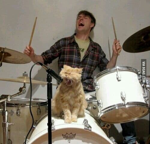 Cat of the day