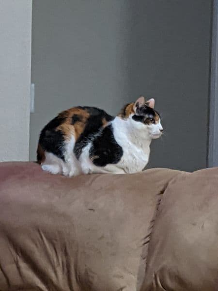 Leaderboard cat 2