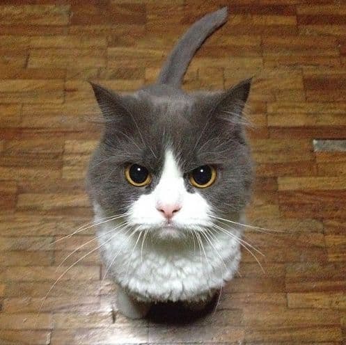 Cat of the day