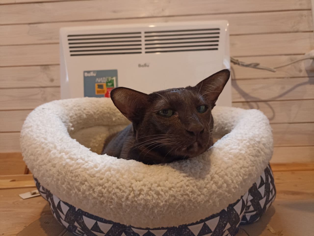 Battle cat