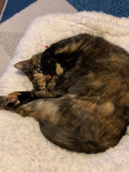 Battle loser