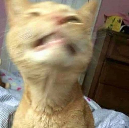Battle cat